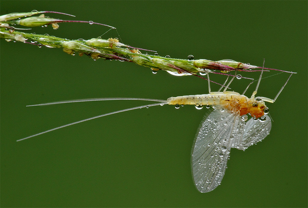 Baetis sp. allo stadio di subimago